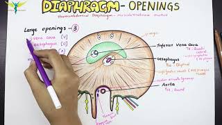 Diaphragm  Anatomy  Openings and Structures passing [upl. by Ecarg600]