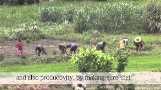 Sierra Leone Farming as a business  Part I [upl. by Htinek]