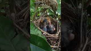 Quail mother find of babies [upl. by Revned]