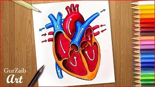 How to draw human heart diagram drawing  Heart anatomy drawing with color  easy  step by step [upl. by Noimad]