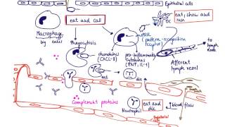 Brandls Basics Innate immune response to extracellular bacteria [upl. by Dloraj]