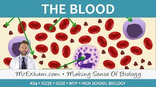 Blood  GCSE Biology 91 [upl. by Eitac538]