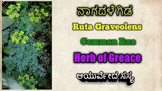 ನಾಗದಳೆ Ruta Graveolens Rue Herb of Greace [upl. by Annwahs]