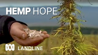 Aussie farmers learn to harvest hemp toughest plant on the planet 🌿  Landline  ABC Australia [upl. by Ros]