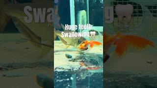 Payara aquarium fish fishtime fishfeeding payara 观赏鱼热带鱼 淡水魚 觀賞魚 fishtank rivermonster [upl. by Atinad]