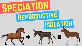 Speciation  Prezygotic vs Postzygoic Barriers  Forms of Reproductive Isolation [upl. by Ostraw118]