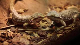 Reptile House Tour [upl. by Yesmar]