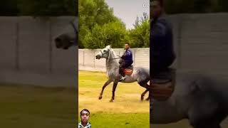 amazing horse horse rodeo cow [upl. by Fanny]