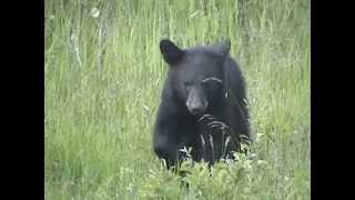 Boulder Junction Bear  June 3 2012 [upl. by Nahgam]