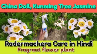 China Doll Radermachera plant Care in Hindi Fragrant Scented flower plant [upl. by Nosyla]