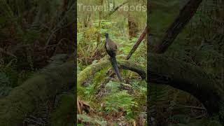 যা শুনে তাই নকল করে লায়ার বার্ড।। lyre bird।।lyrebird nature naturelovers birds wildbirds [upl. by Airalednac270]