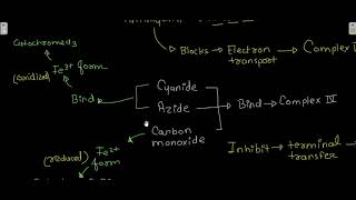 inhibitors of electron transport [upl. by Anaele]