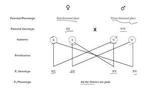 Monohybrid inheritance O Level notes [upl. by Hiasi837]