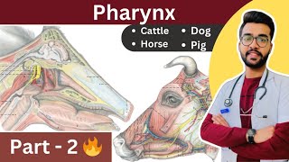 7 Pharynx of different species 🔥🔥 Veterinary Anatomy 🔥 Vetstudy  Aniket tyagi [upl. by Latoye]