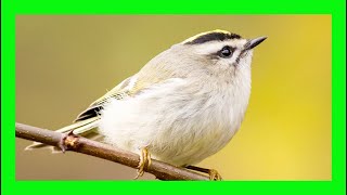 Goldencrowned Kinglet Song Goldencrowned Kinglet Voice  Reyezuelo Sátrapa Canto Regulus Satrapa [upl. by Rogergcam]