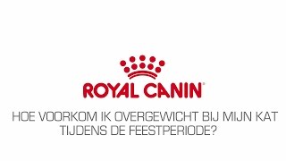 Hoe voorkom ik overgewicht bij mijn kat tijdens de feestperiode [upl. by Edrei359]