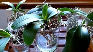 Converting your orchids to water culture What to expect the first month [upl. by Gabel971]