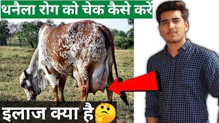 गायों में थनैला रोग को चेक कैसे करें mastitis in cows treatment in hindi [upl. by Nerrat206]