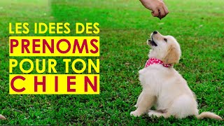 Les prenoms de chiens  comment nommer son chien en S 2021 60 [upl. by Enowtna]