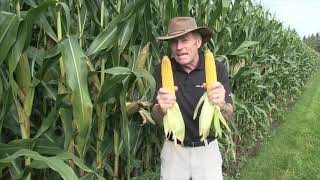 Corn School Planting Depth Lessons [upl. by Coretta]