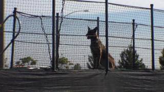 Record Breaking Jump Malinois Dock Diving [upl. by Inahet979]