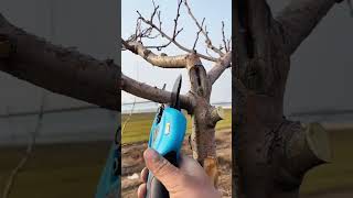 Plum tree lateral branch pruning process Good tools and machinery can increase work efficiency [upl. by Esmeralda]