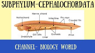 Cephalochordata  Subphylum Cephalochordata  Characters of Cephalochordata  Cephalochordata 11 [upl. by Eceinahs905]