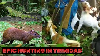 Hunting In Trinidad Never Saw This Before 🔥🔥🔥 must view🇹🇹 [upl. by Atilrak]