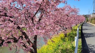 鷲宮神社⛩️近く青毛堀川沿いの河津桜🌸＆コナズ珈琲ランチ [upl. by Hudson]