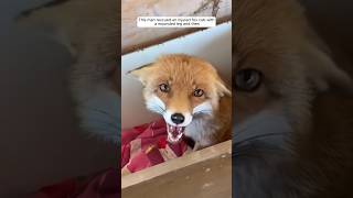 This man rescued an injured fox cub with a wounded leg and then animalshorts shortvideo [upl. by Oliana]