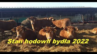 Bydło opasowe Stan hodowli bydła 2022 Kolejna sprzedaż bydła [upl. by Samantha]