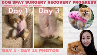 Dog Spay Recovery Progress day by day amp Helpful Tips [upl. by Lau]