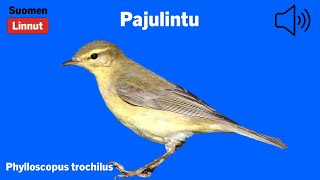 Pajulintu  Phylloscopus trochilus  Willow Warbler  lövsångare  PHYLUS [upl. by Zellner]