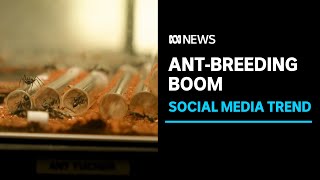 Ant breeding business sees boom thanks to new social media trend  ABC News [upl. by Ahsekam]