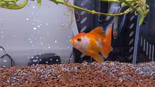 BALIĞIMIN DURUMU  FAYDALI BAKTERİLERİN FİLTRESİZ HAVASIZ YAŞAMA SÜRESİ aquarium goldfish fish [upl. by Ettenan671]