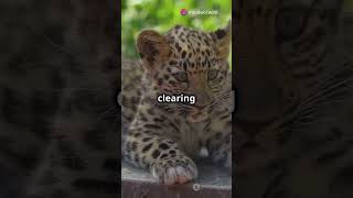 Amazing Facts About the Amur Leopard [upl. by Ioab885]