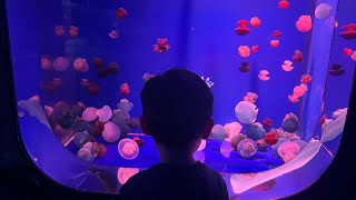 Coex Aquarium 🐟🐠🐡 aquarium coexmall 수족관 [upl. by Otis]