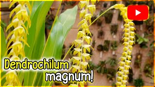 Dendrochilum magnum  Floração e cultivo🥰❤️ [upl. by Shipp]