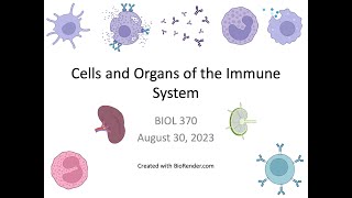 Immunology Fall 2023 Lecture 2 Cells and Organs of the Immune System [upl. by Dearr]