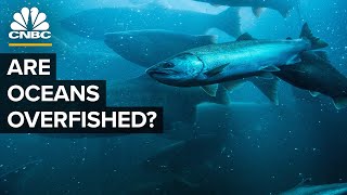 How The US Went From Overfishing To Underfishing [upl. by Aerdnaid]