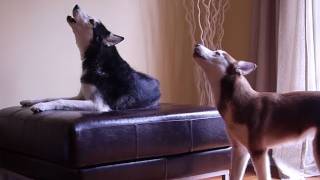 2 TALKING DOGS ARGUE BY HOWLING ORIGINAL [upl. by Beard]