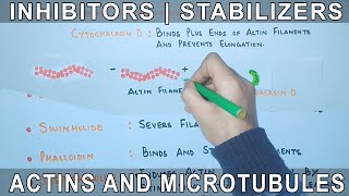 Chemicals that affect the Actin Filaments and Microtubules [upl. by Maxantia]