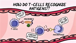 Immunology Antigen Presenting Cells APCs Macrophage Monocytes Dendritic Cells  Lecture5 [upl. by Uphemia390]