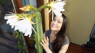 My 6ft tall Trichocereus Pachanoi  San Pedro Cactus with a spectacular display of flowers [upl. by Anaoy159]