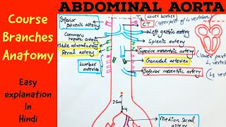 ABDOMINAL AORTA  Gross anatomy Branches Course  Hindi [upl. by Lasky]