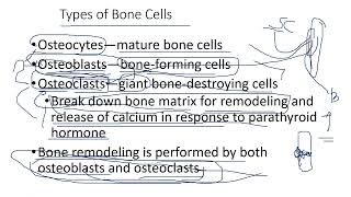 28 2 BONE MARKINGS MICROSCOPIC ANATOMY BONE FORMATION [upl. by Spearman]