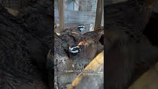 cute quail noises  homesteading in the city [upl. by Tarttan]