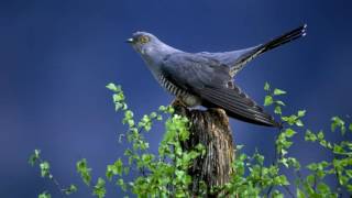 Cuckoo Bird  Free Ringtone Downloads for Android [upl. by Nerad]