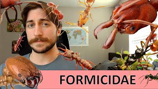 Formicidae The Ants  Family Spotlight [upl. by Kitty]