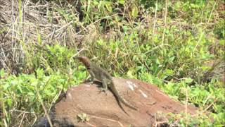 Galápagos 2012 Lava lizards on Española [upl. by Agustin]